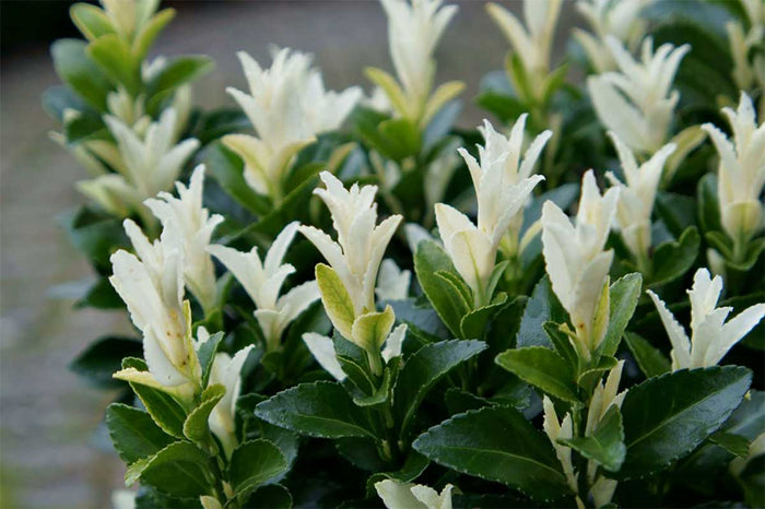 Euonymus 'paloma-blanca'®