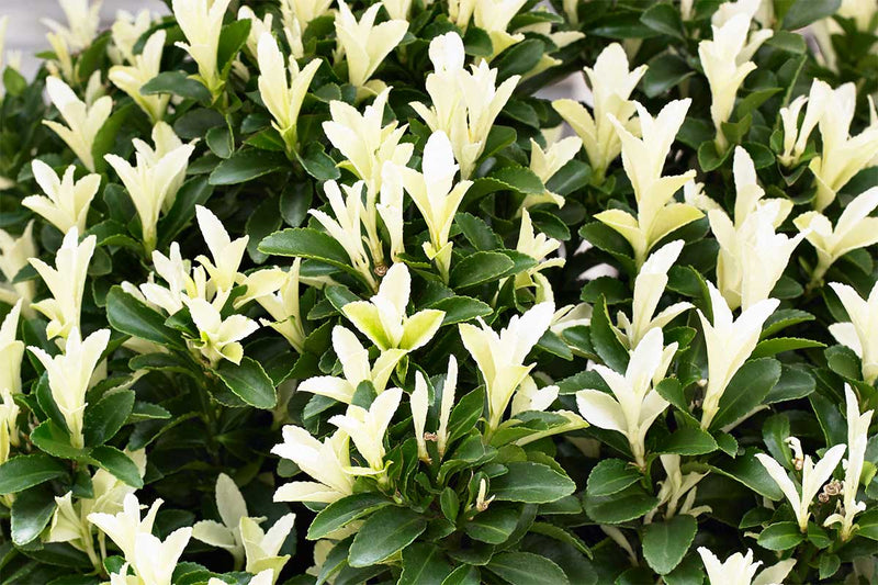 Euonymus 'paloma-blanca'®