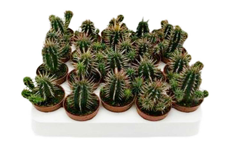 Euphorbia ferox 5.5cm