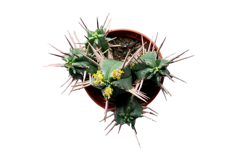 Euphorbia ferox 5.5cm