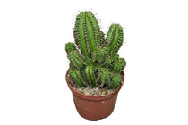 
                  
                    Euphorbia fruticosa
                  
                