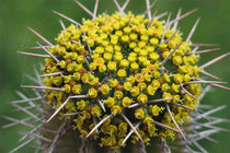 
                  
                    Euphorbia fruticosa
                  
                