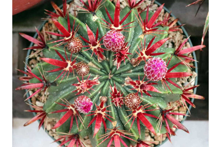 Ferocactus latispinus