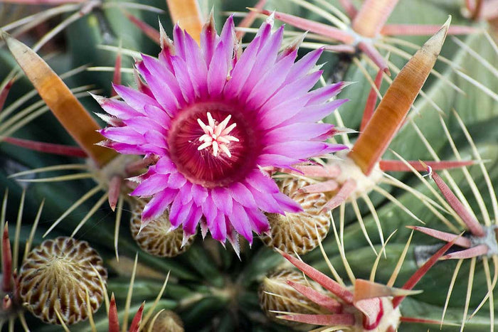 Ferocactus latispinus 10.5cm