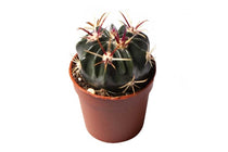 
                  
                    Ferocactus latispinus 5.5cm - Φερόκακτος
                  
                