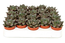 
                  
                    Graptopetalum purpusorum 5,5cm
                  
                
