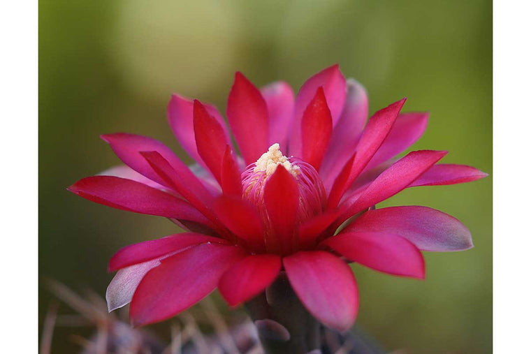 Gymnocalycium baldianum 5.5cm