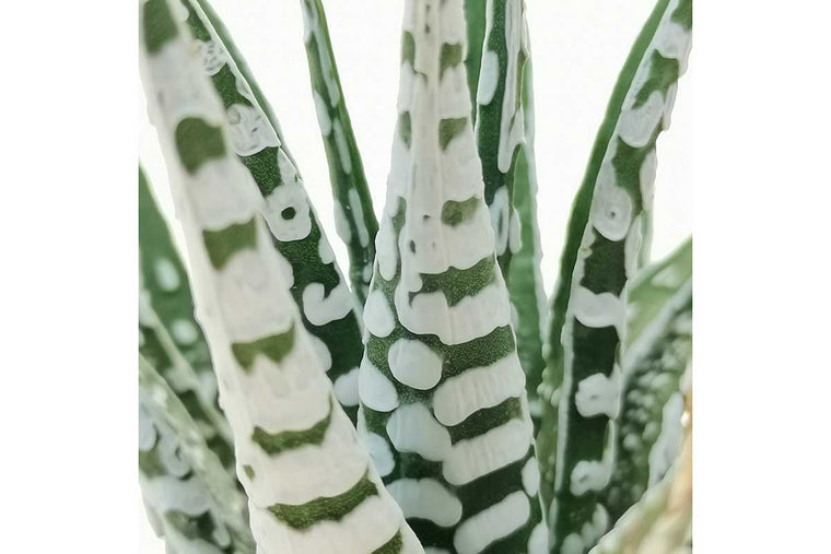 Haworthia fasciata 'alba' - Πρόταση διακόσμησης