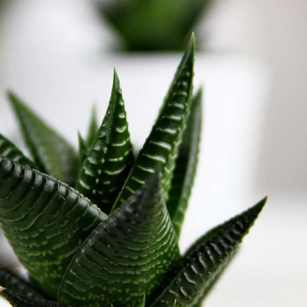 Haworthia limifolia - close up