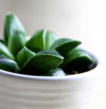 
                  
                    Haworthia retusa - Πρόταση διακόσμησης
                  
                