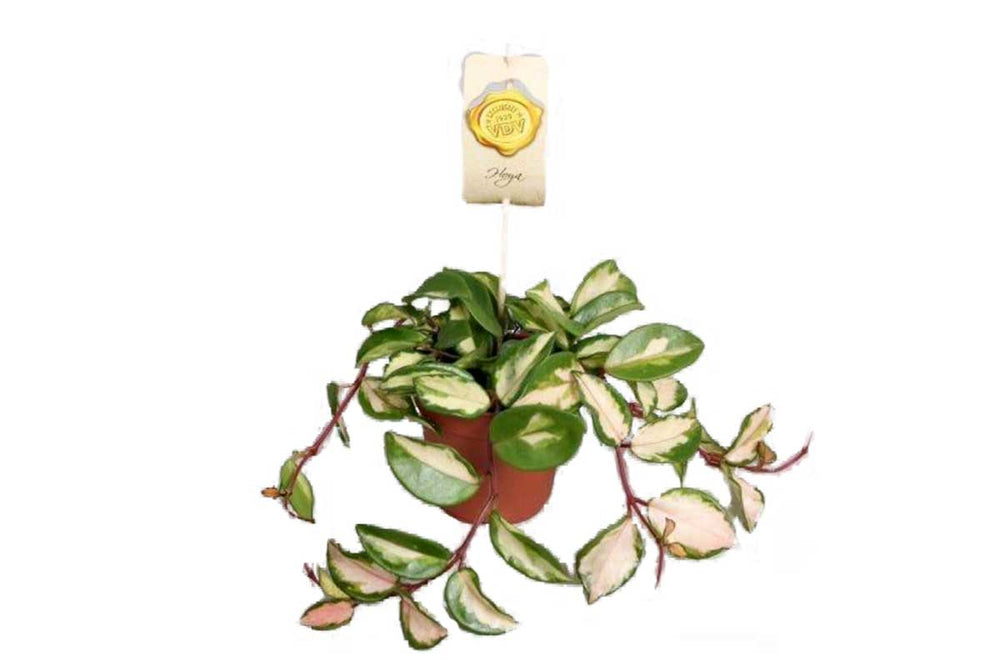 
                  
                    Hoya 'tricolor' - Χόγια
                  
                