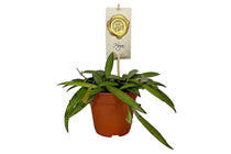 
                  
                    Hoya wayetii 12cm - Χόγια
                  
                