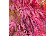 
                  
                    Acer 'Inaba-shidare'® 19cm
                  
                