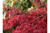 
                  
                    Acer 'Inaba-shidare'® 19cm
                  
                