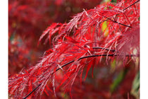 
                  
                    Acer 'Inaba-shidare'® 19cm
                  
                