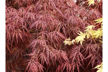 
                  
                    Acer 'Inaba-shidare'® 19cm
                  
                