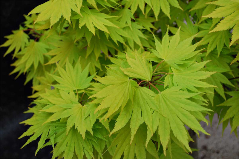 Acer 'Jordan'® 19cm