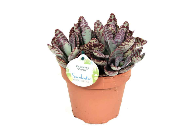 Kalanchoe 'perdiz' - Καλανχόη