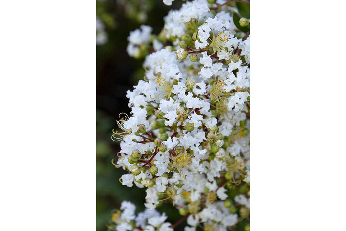 Lagerstroemia 'natchez'