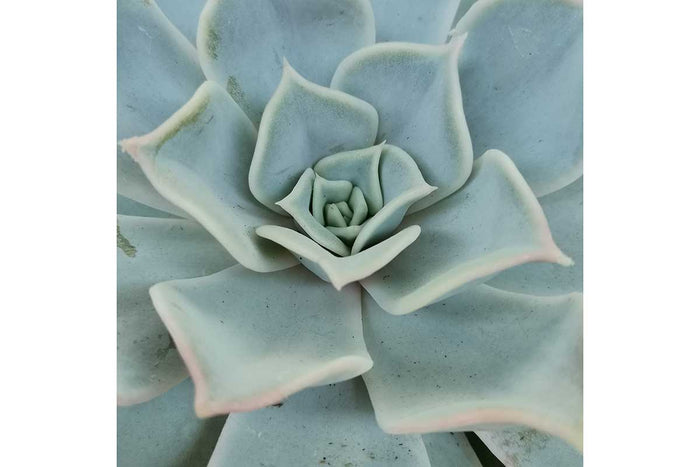 Echeveria lilacina 10.5cm