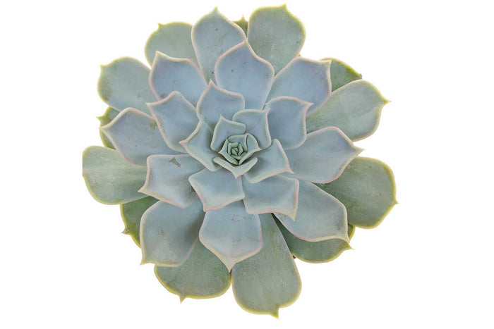 Echeveria lilacina 10.5cm