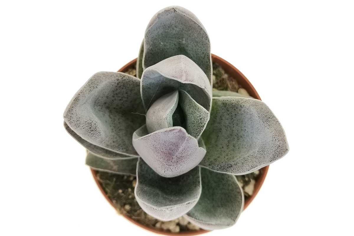 Crassula garnet lotus Crassula garnet lotus