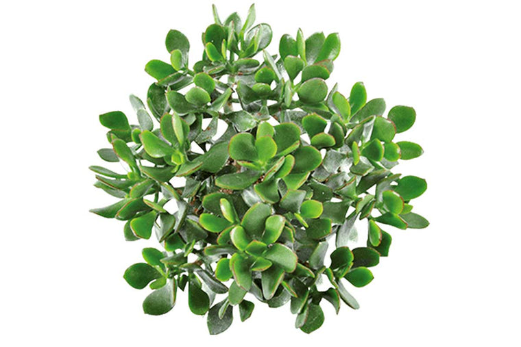 Crassula 'Minova Magic'® 8.5cm