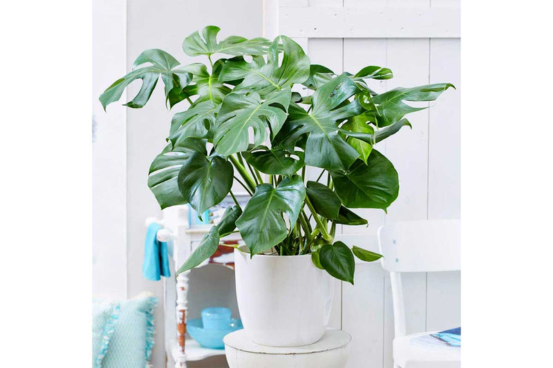 Monstera deliciosa