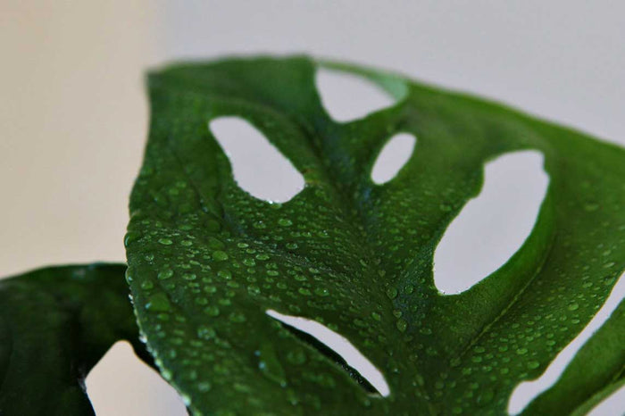 Monstera 'monkey leaf' - leaf