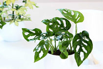 
                  
                    Monstera 'monkey leaf' - Πρόταση διακόσμησης
                  
                