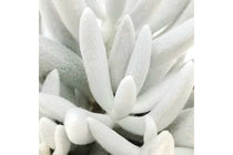 
                  
                    Senecio 'mont blanc' 
                  
                
