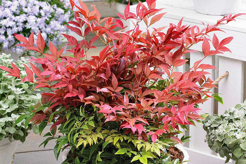 Nandina domestica 'obsessed'® - Ναντίνα