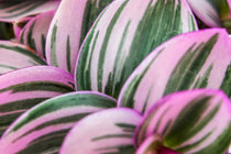 
                  
                    Tradescantia Nanouk® 7cm - Τραντεσκάνθια
                  
                