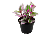 
                  
                    Tradescantia Nanouk® 7cm - Τραντεσκάνθια
                  
                