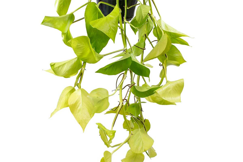 
                  
                    Epipremnum pinnatum 'neon' 
                  
                
