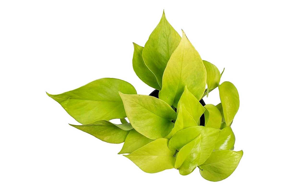 
                  
                    Epipremnum pinnatum 'neon' 
                  
                