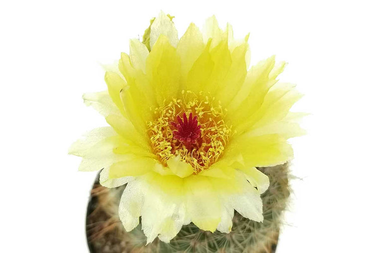 Notocactus schlosseri 5.5cm