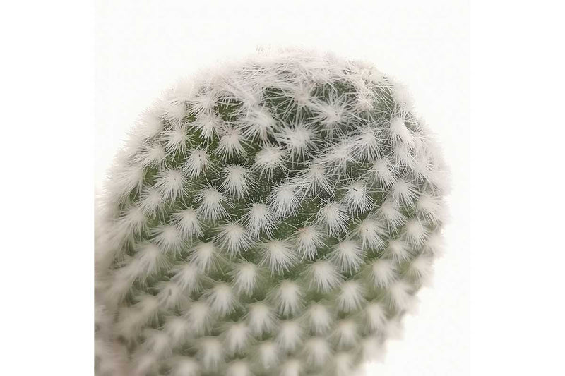 Opuntia 'albispina' 5.5cm