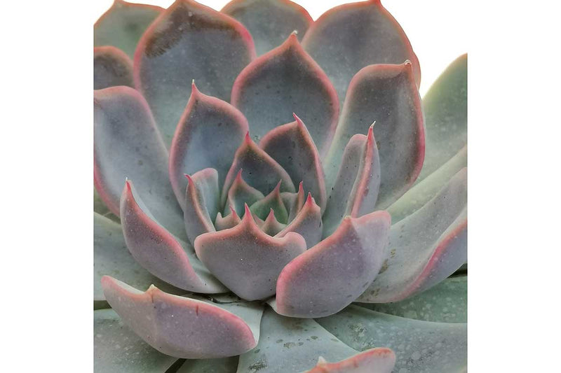 Echeveria 'orion' 13cm