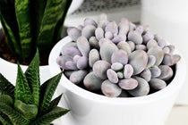 
                  
                    Pachyphytum oviferum - Πρόταση διακόσμησης
                  
                