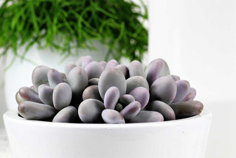 Pachyphytum oviferum - Πρόταση διακόσμησης