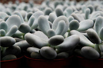 
                  
                    Pachyphytum oviferum - close up
                  
                