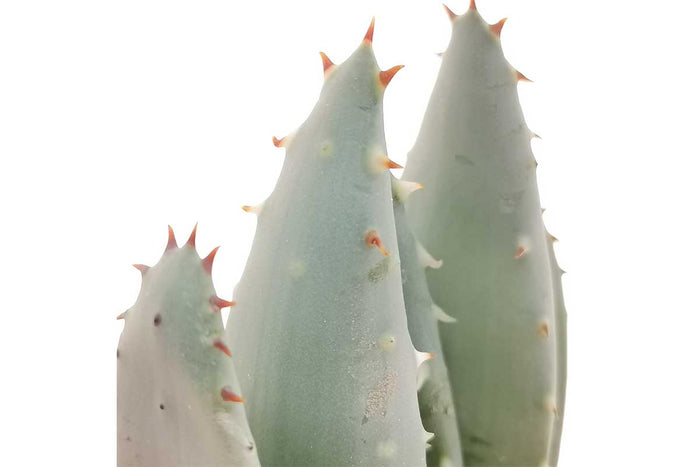 Aloe peglerae 5.5cm