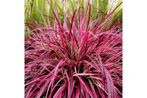 
                  
                    Pennisetum 'fireworks' 17cm
                  
                
