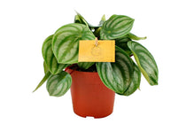
                  
                    Peperomia argyreia® 12cm
                  
                