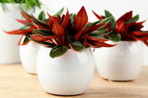 
                  
                    Peperomia 'Rosso' - Πρόταση διακόσμησης
                  
                