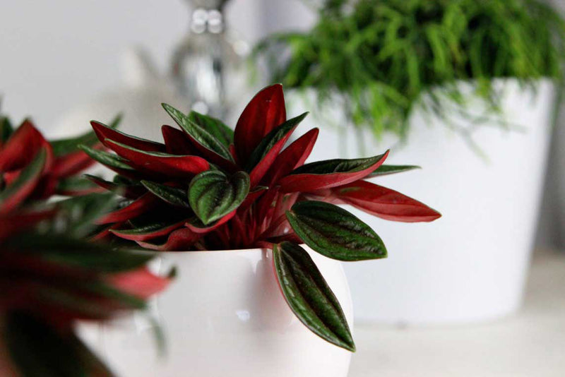 Peperomia 'Rosso' - Πρόταση διακόσμησης