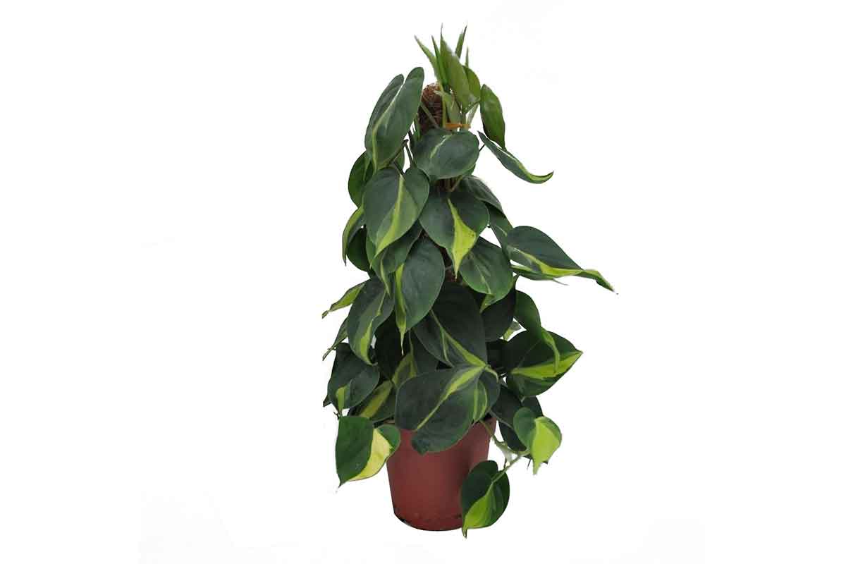 Philodendron scandens 'brasil' - Φιλόδεντρο