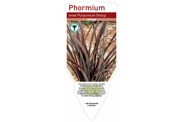 Phormium 'purpureum' 23cm