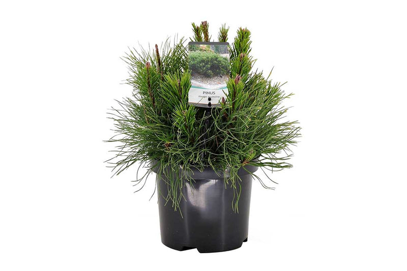 Pinus mugo 'pumilio' 19cm